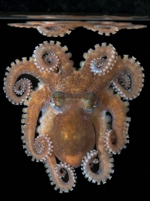 Die besten 100 Bilder in der Kategorie fische_und_meer: Mini Octopus