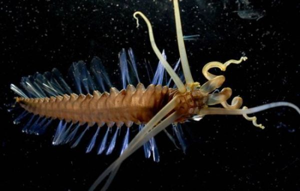 Die besten 100 Bilder in der Kategorie fische_und_meer: Unterwasser Alien - Krebs?