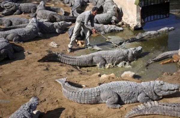 Die besten 100 Bilder in der Kategorie reptilien: Bad Job - Krokodil-Pfleger