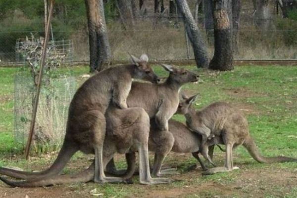 Die besten 100 Bilder in der Kategorie tiere: Kang-Bang - Kanguruh 4some Party