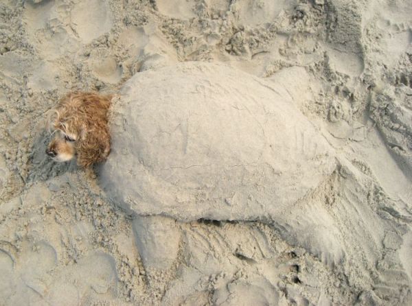 Die besten 100 Bilder in der Kategorie hunde: SchildkrÃ¶te, hund