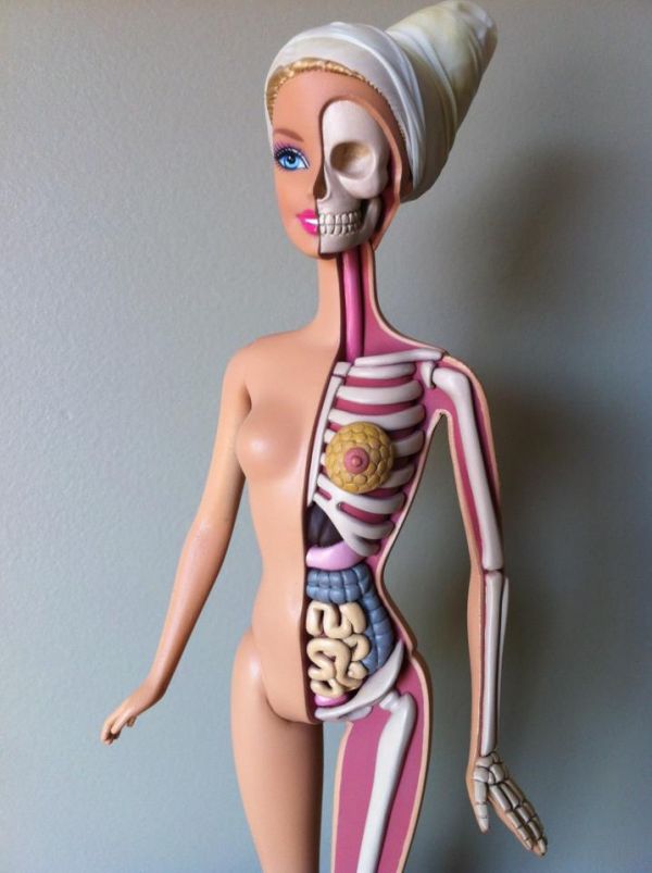 Barbie Anatomie Model