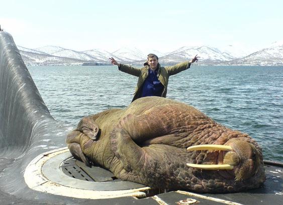 Die besten 100 Bilder in der Kategorie fische_und_meer: Fettes Teil - Riesen Walross auf U-Boot