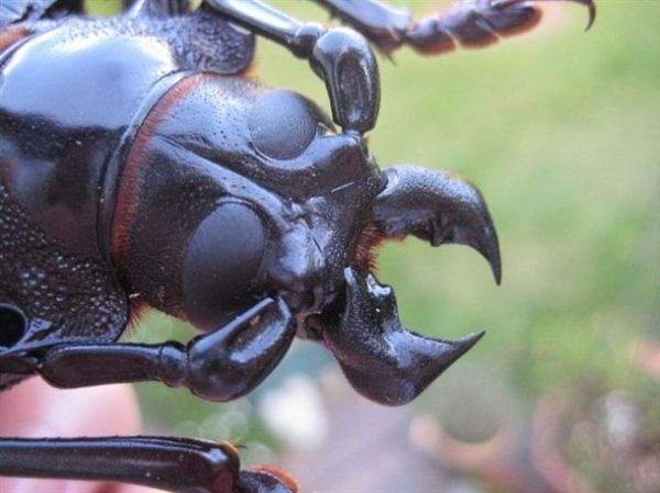 Die besten 100 Bilder in der Kategorie insekten: KÃ¤fer Zangen