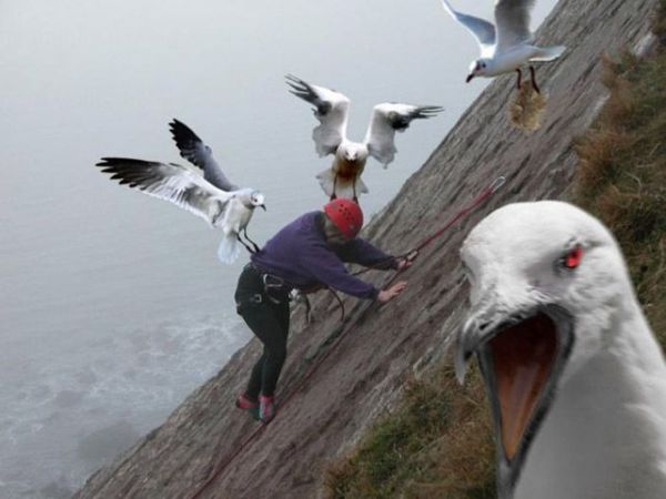 Die besten 100 Bilder in der Kategorie voegel: vÃ¶gel, horror, klettern