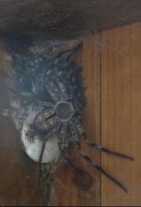 Riesen Spinne mit Nest