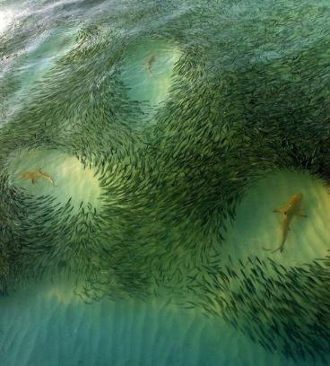 Die besten 100 Bilder in der Kategorie fische_und_meer: SchÃ¶ne Natur - Haie in Fischschwarm