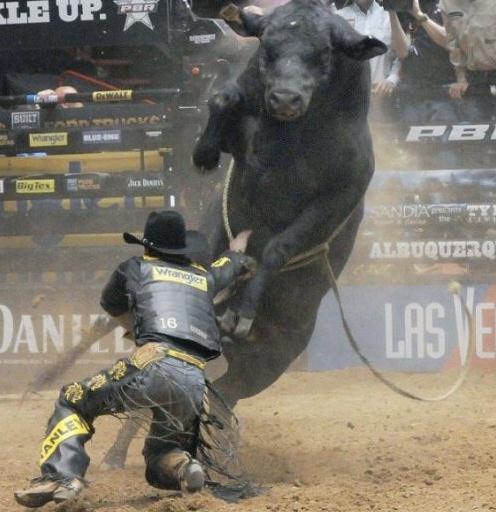 Die besten 100 Bilder in der Kategorie tiere: Bull Riding