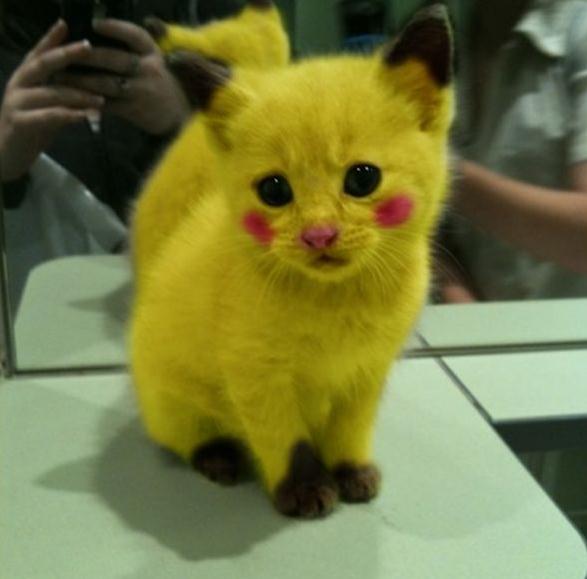 Pikachu Katze
