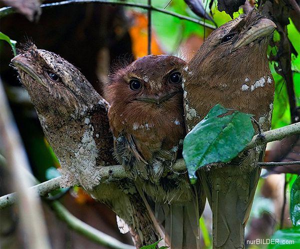 Die besten 100 Bilder in der Kategorie voegel: seltsame vÃ¶gel