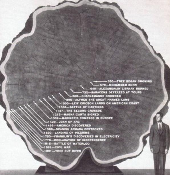 Die besten 100 Bilder in der Kategorie baeume: 1341 Jahre alter Baum 