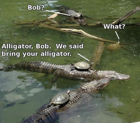 Die besten 100 Bilder in der Kategorie reptilien: Bring deinen Alligator mit, haben wir gesagt! SchildkrÃ¶ten-Fun