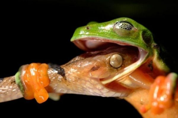 Die besten 100 Bilder in der Kategorie tiere: Frosch, Schlange