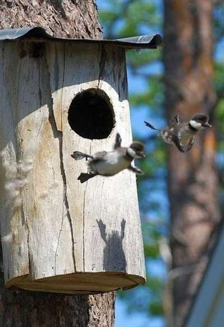 Baby Enten Vertikal Abflug