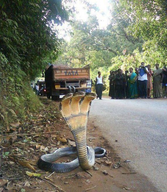 Reptilien 3 Kopfige Cobra Die Besten 100 Bilder In Vielen Kategorien