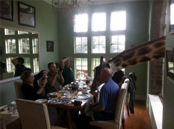 Giraffe Dinner
