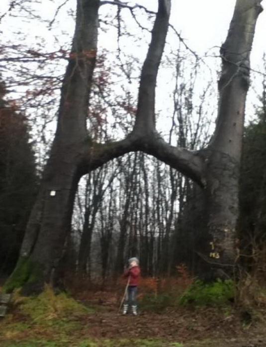 Die besten 100 Bilder in der Kategorie baeume: 2 in 1 Baum - Zusammengewachsene BÃ¤ume