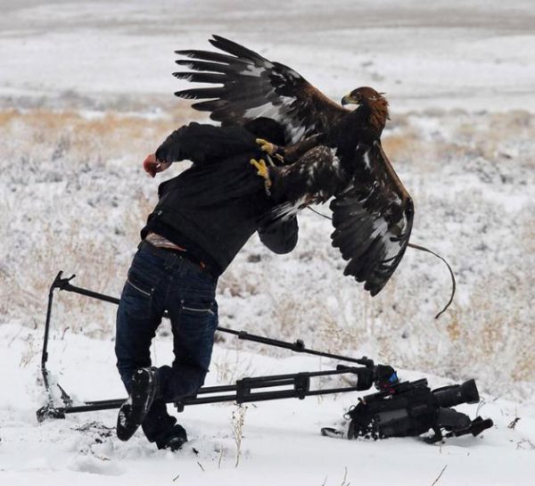 Die besten 100 Bilder in der Kategorie voegel: Das sind meine Urheberrechte - Adler greift Fotograf an