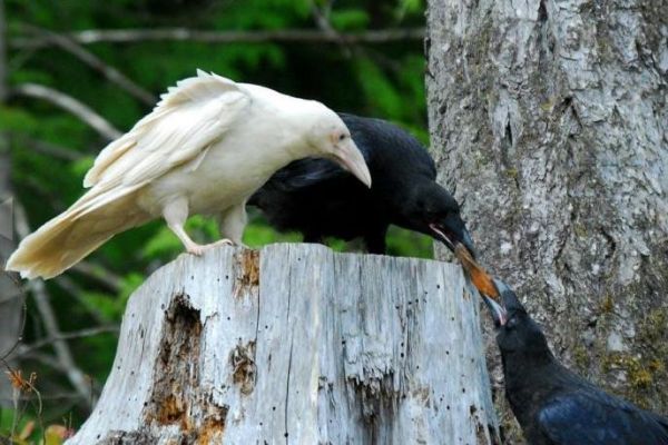 Albino Rabe