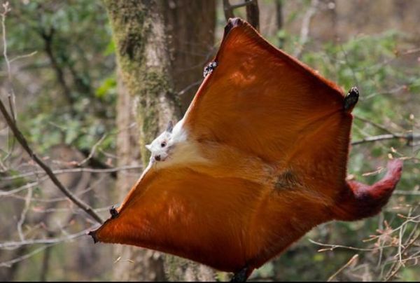 Die besten 100 Bilder in der Kategorie tiere: FlughÃ¶rnchen