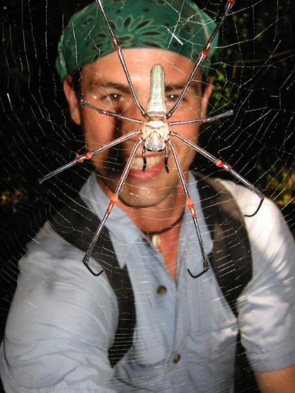 Die besten 100 Bilder in der Kategorie spinnentiere: Riesen Spinne