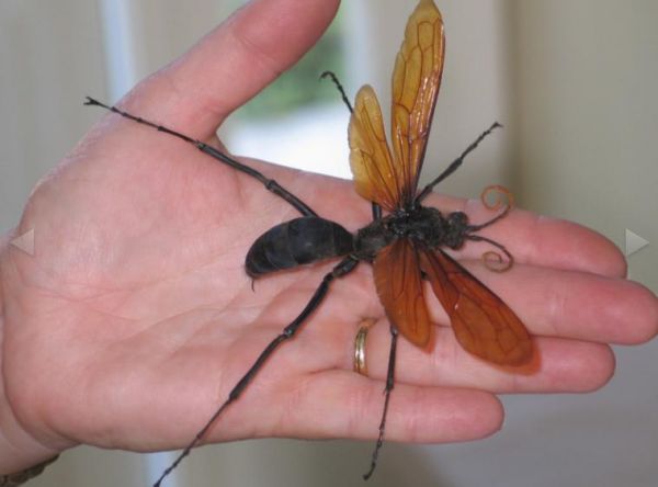 Die besten 100 Bilder in der Kategorie insekten: Tarantula Hawk