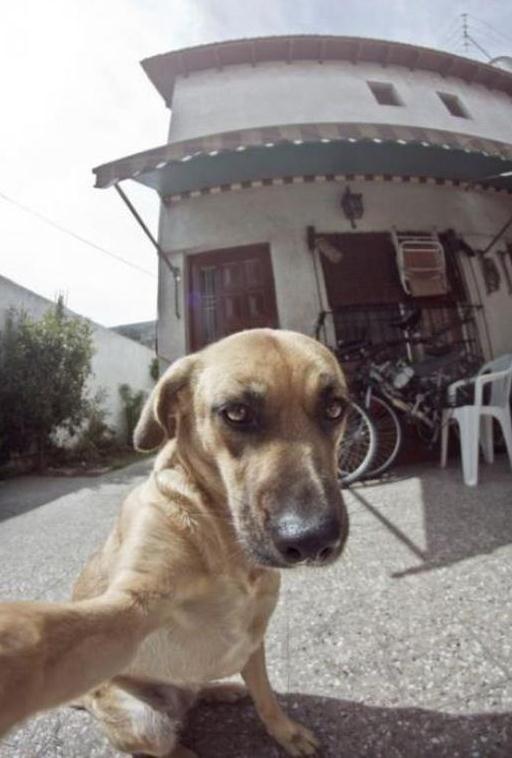 Die besten 100 Bilder in der Kategorie hunde: This is me and my house - Dog