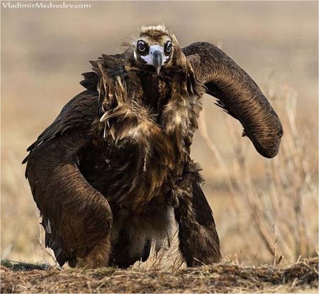 Die besten 100 Bilder in der Kategorie voegel: Adler, Geier