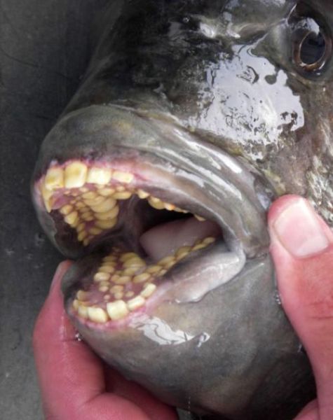 Die besten 100 Bilder in der Kategorie fische_und_meer: Spange hÃ¤tte geholfen - Fisch mit ZÃ¤hnen
