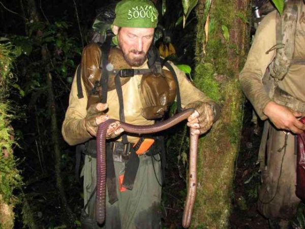 Die besten 100 Bilder in der Kategorie tiere: Da wird man satt - Riesen Regenwurm