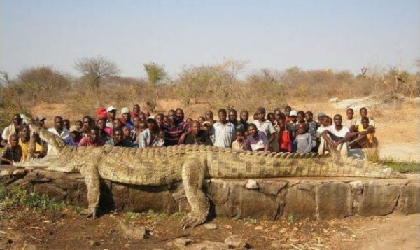 Die besten 100 Bilder in der Kategorie reptilien: GrÃ¶Ãtes Krokodil der Welt - Riesen Aligator