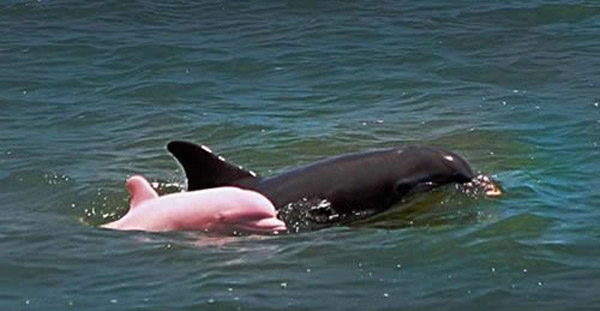 Die besten 100 Bilder in der Kategorie fische_und_meer: Albino Delphin Baby
