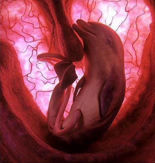 Die besten 100 Bilder in der Kategorie fische_und_meer: Delphin Embryo in GebÃ¤rmutter