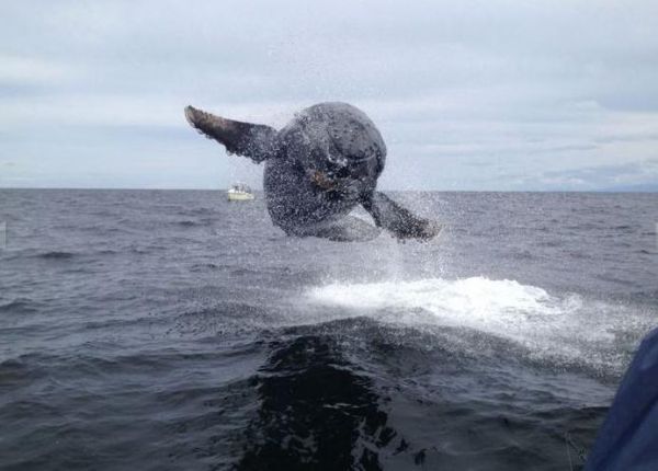Die besten 100 Bilder in der Kategorie fische_und_meer: Fliegender Buckel Wal