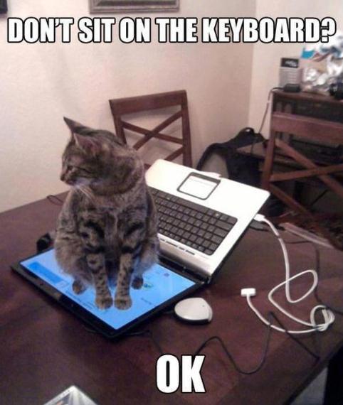 Dont Sit On The Keyboard? O.K. Laptop-Cat