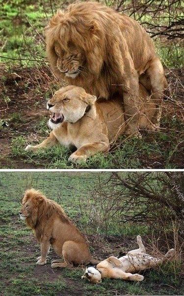 Die besten 100 Bilder in der Kategorie tiere: He has done a good job - Lion Sex