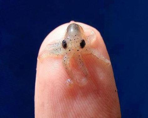 Baby-Octopus ist wirklich klein