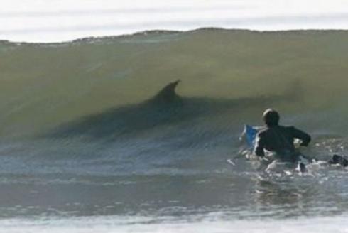 Die besten 100 Bilder in der Kategorie fische_und_meer: Hai, Surfer