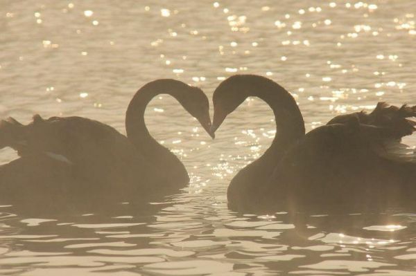 Die besten 100 Bilder in der Kategorie voegel: SchwÃ¤ne haben nur einen Partner in ihrem Leben, wenn der stirbt kÃ¶nnen Sie auch sterben.