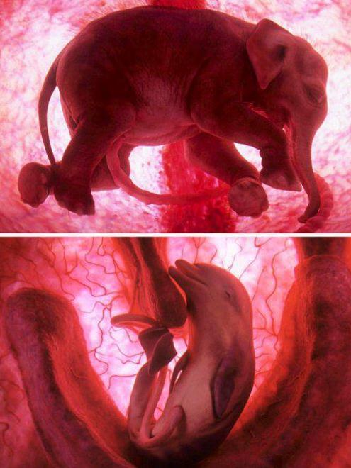 Elefanten-Embryo und Delfin-Embryo Foto