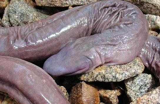 Brasilianische Penis-Schlange
