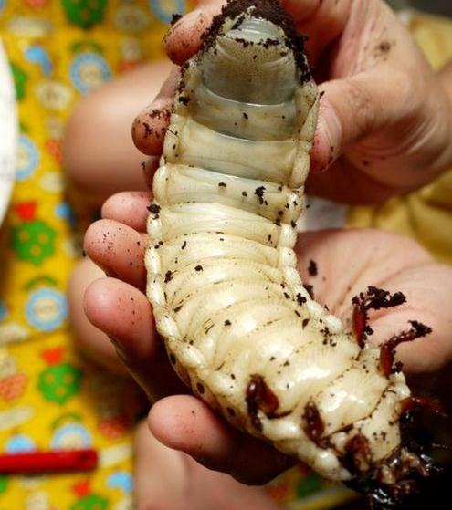 Die besten 100 Bilder in der Kategorie insekten: KÃ¤fer Larve - Hercules Beetle 