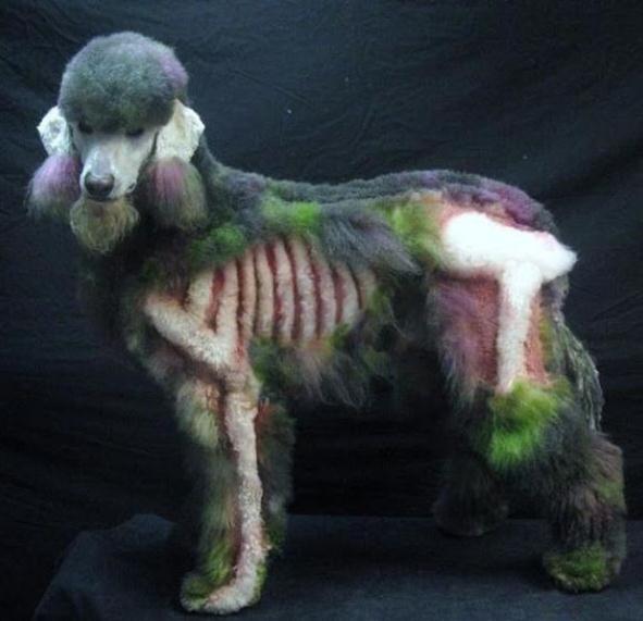 Die besten 100 Bilder in der Kategorie hunde: Skelett-Pudel Hunde Frisur