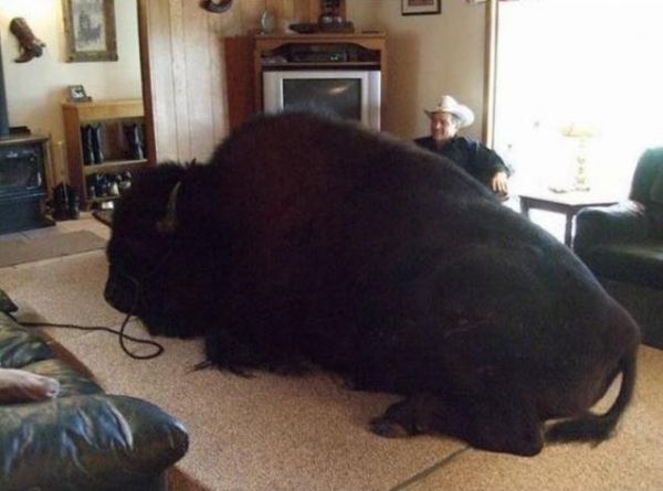Die besten 100 Bilder in der Kategorie tiere: Texaner Haustier - Bison