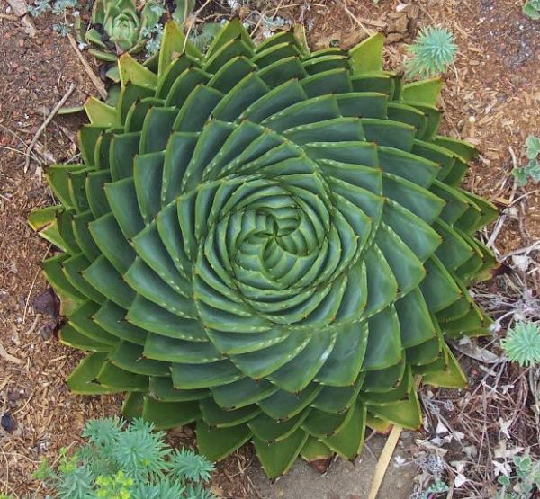 Die besten 100 Bilder in der Kategorie natur: Kakteen Pflanze in Spiral-Formation