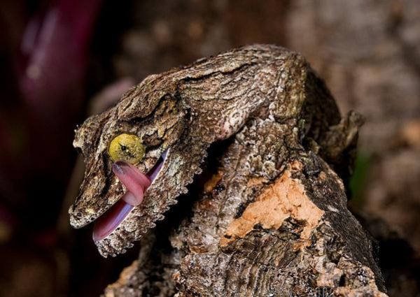 Die besten 100 Bilder in der Kategorie reptilien: Lebende Baumrinde - Mossy Leaf-Tailed Gecko