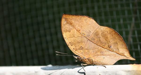 Die besten 100 Bilder in der Kategorie insekten: Totes Blatt Schmetterling - Dead Leaf Butterfly