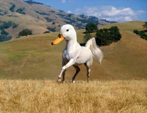 Die besten 100 Bilder in der Kategorie photoshops: Donald Beauty - Entenpferd