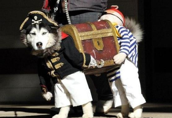 Die besten 100 Bilder in der Kategorie hunde: Coole Piraten-Verkleidung fÃ¼r Hunde