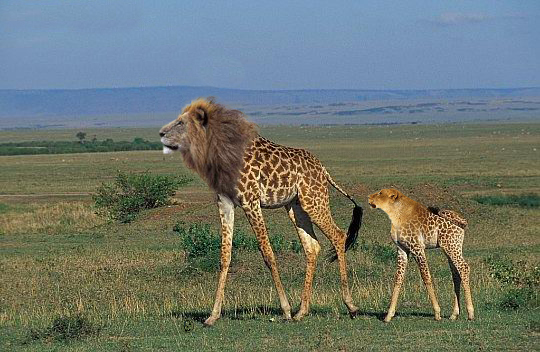 Die besten 100 Bilder in der Kategorie photoshops: LÃ¶raffe - LÃ¶wen-Giraffe